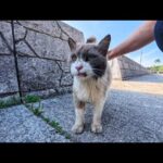 漁港前の通りを歩いていたら島の猫が何か話し掛けてきた(YouTube)