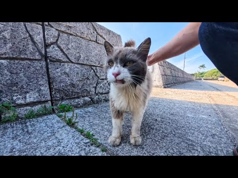 漁港前の通りを歩いていたら島の猫が何か話し掛けてきた(YouTube)