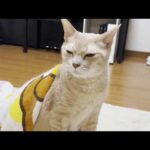 GWはカゴに入るだけの猫の一日に密着(YouTube)