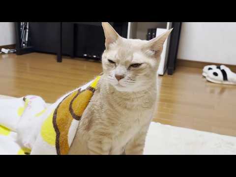GWはカゴに入るだけの猫の一日に密着(YouTube)