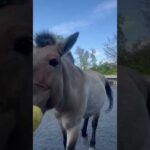 モウコノウマ「クヴァジー」のトレーニング［その1］：多摩動物公園(YouTube)