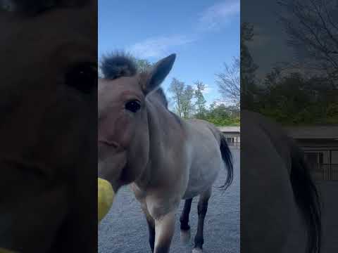 モウコノウマ「クヴァジー」のトレーニング［その1］：多摩動物公園(YouTube)