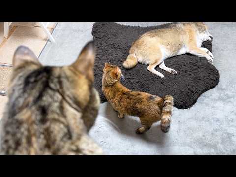不器用同士の姉猫と妹猫の愛情表現がもどかしくて愛おしい(YouTube)