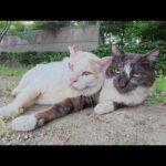 暑くなってきても、黒マスク猫と密着したがる茶シロ猫ちゃん(YouTube)