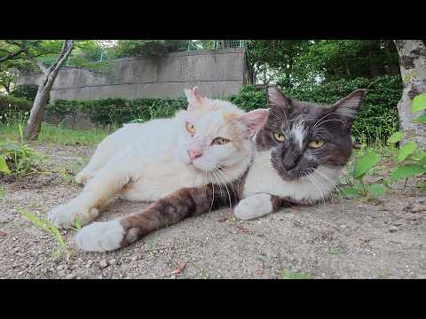 暑くなってきても、黒マスク猫と密着したがる茶シロ猫ちゃん(YouTube)