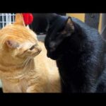 【兄猫大好きな黒猫くん】そんなつもりはなかったの…。(YouTube)