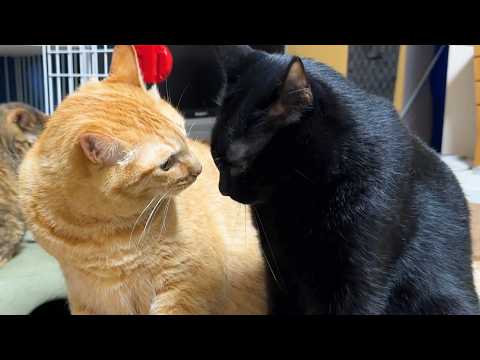【兄猫大好きな黒猫くん】そんなつもりはなかったの…。(YouTube)