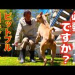 【ピットブル】その犬は本当に必要ですか？(YouTube)