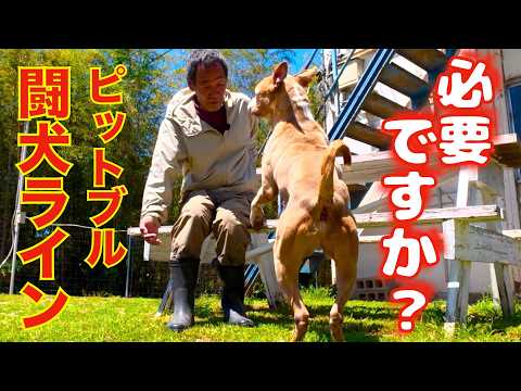 【ピットブル】その犬は本当に必要ですか？(YouTube)