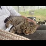 畑に侵入者（強敵）が現れた時の猫(YouTube)