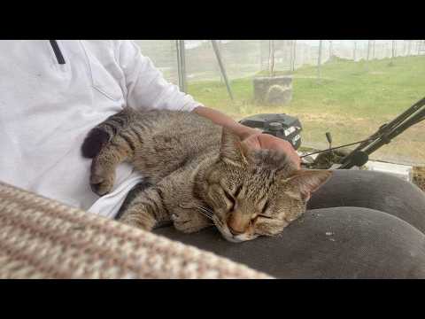 畑に侵入者（強敵）が現れた時の猫(YouTube)