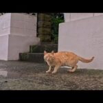 瀬戸内海の小さな島で路地裏猫散歩してきた(YouTube)
