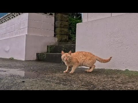 瀬戸内海の小さな島で路地裏猫散歩してきた(YouTube)