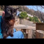 猫島でテーブルに座ったら…猫が膝に乗ってきた幸せすぎる瞬間🐾(YouTube)