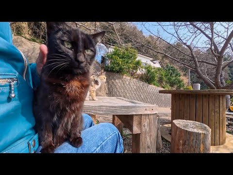 猫島でテーブルに座ったら…猫が膝に乗ってきた幸せすぎる瞬間🐾(YouTube)