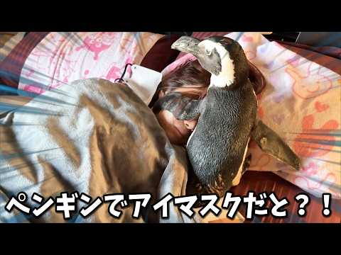 ペンギンにアイマスクしてもらうとは斬新すぎる・・・(YouTube)