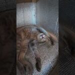 猫ハウスを覗くと、灰色猫がメチャクチャくつろいでいたw(YouTube)