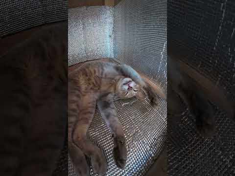 猫ハウスを覗くと、灰色猫がメチャクチャくつろいでいたw(YouTube)