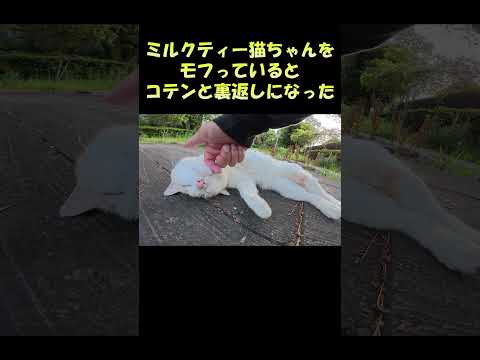 ミルクティー猫ちゃんをモフっているとコテンと裏返しになった #猫 #ねこ #cat(YouTube)