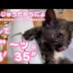 衝撃の13’35” そして かいじゅうあたちだからね  ゴミ箱に棄てられたキンと訳ありで保護されたクリ  Day37,44　2026 05 24 2(YouTube)