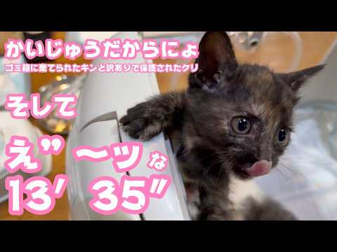 衝撃の13’35” そして かいじゅうあたちだからね  ゴミ箱に棄てられたキンと訳ありで保護されたクリ  Day37,44　2026 05 24 2(YouTube)