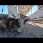 【今週の感動猫動画 2026/5/3w】今週撮った未公開猫動画まとめて公開-unreleased video of this week(YouTube)