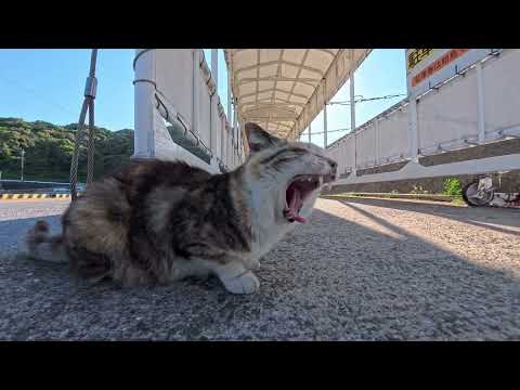 【今週の感動猫動画 2026/5/3w】今週撮った未公開猫動画まとめて公開-unreleased video of this week(YouTube)