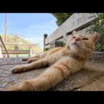 【癒しの奇跡】神社の日陰で休んでたら猫が隣に…静かな時間が尊すぎた🐾⛩️(YouTube)