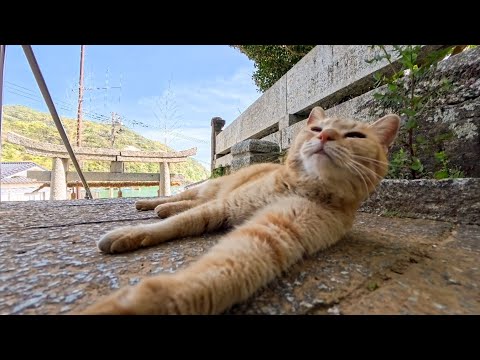 【癒しの奇跡】神社の日陰で休んでたら猫が隣に…静かな時間が尊すぎた🐾⛩️(YouTube)
