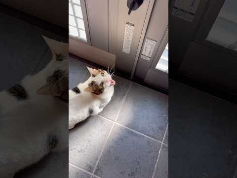 ポテポテポテポテ、ニャ〜(YouTube)
