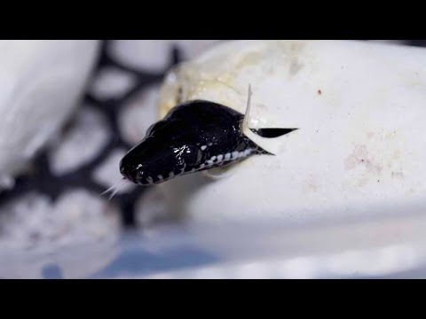日本でも繁殖例の少ないヘビの孵化に成功しました(YouTube)