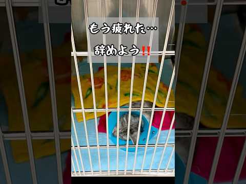 命か？326万円か？究極の選択(YouTube)