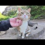 一度モフると、絶対に帰らせてくれないキジシロ猫ちゃん(YouTube)
