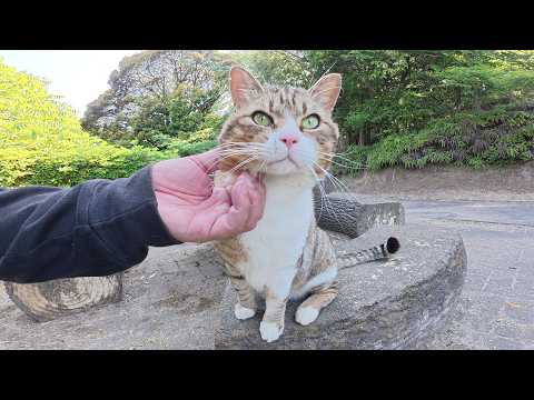 一度モフると、絶対に帰らせてくれないキジシロ猫ちゃん(YouTube)