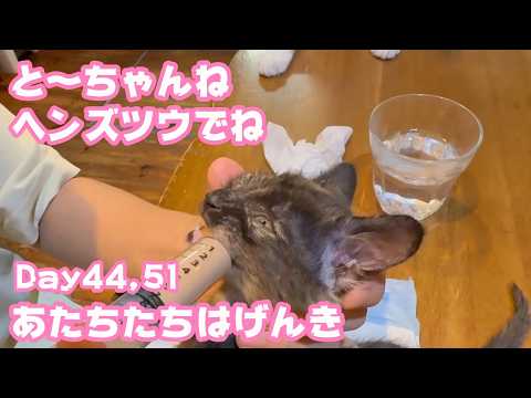 と～ちゃんへんずつうだからね  あたちたちはげんきにょ  ゴミ箱に棄てられたキンと訳ありで保護されたクリ Day44,51  2026 05 31 1(YouTube)