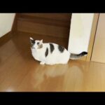 ビビって逃げたのに不服そうにするヘタレな猫(YouTube)