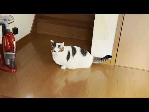 ビビって逃げたのに不服そうにするヘタレな猫(YouTube)