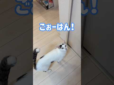 ご飯が食べたすぎて喋る猫チロさん #shorts(YouTube)