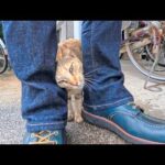 島の役場の猫ちゃん、足元スリスリ甘えモードが可愛すぎた(YouTube)