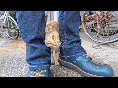 島の役場の猫ちゃん、足元スリスリ甘えモードが可愛すぎた(YouTube)