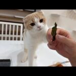 どうしても海苔が食べたい猫と食べさせられない飼い主の攻防がこちらw(YouTube)