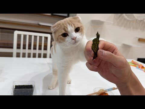 どうしても海苔が食べたい猫と食べさせられない飼い主の攻防がこちらw(YouTube)