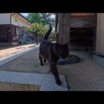 神社の裏でひと休みしてたら…黒猫ちゃんがトコトコ来て隣に座ってくれた(YouTube)