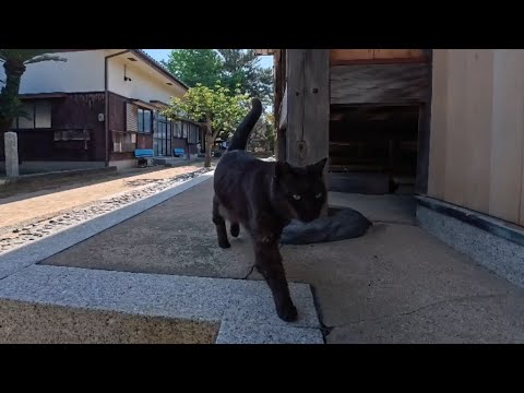 神社の裏でひと休みしてたら…黒猫ちゃんがトコトコ来て隣に座ってくれた(YouTube)