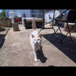 猫島の丘の上のカフェ、外席に座った瞬間…猫店員さんが注文を取りに来てくれた(YouTube)
