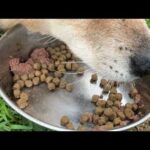 カツオくん食欲はあります(YouTube)