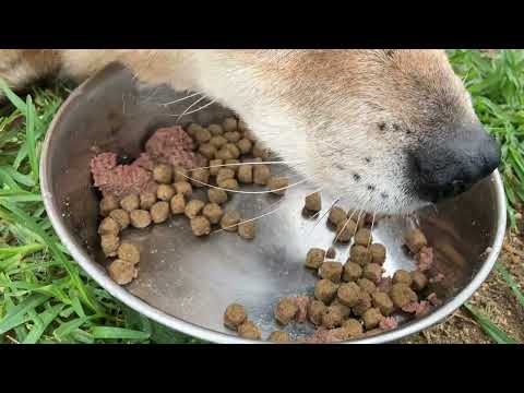 カツオくん食欲はあります(YouTube)