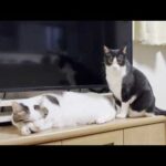 娘の呼びかけをガン無視する猫(YouTube)