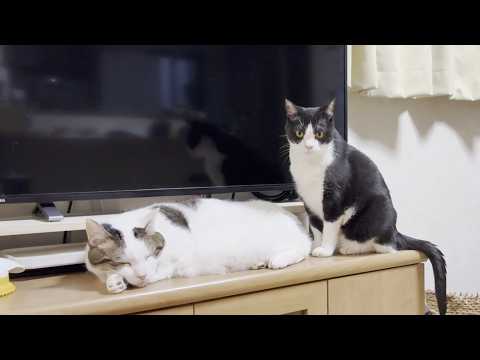 娘の呼びかけをガン無視する猫(YouTube)