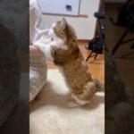 またこんなんにさせてん(YouTube)